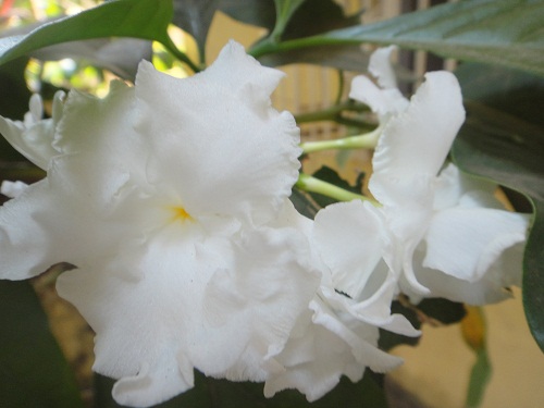 White flower, ananta 