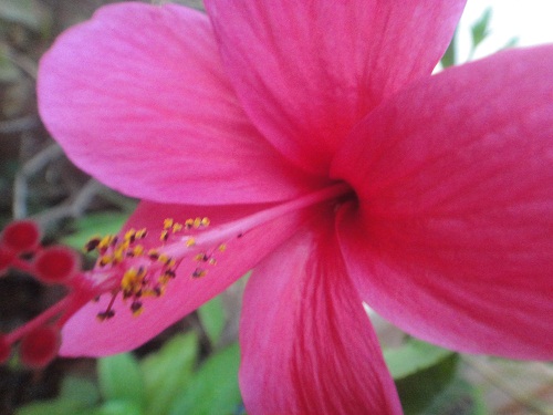 Hibiscus